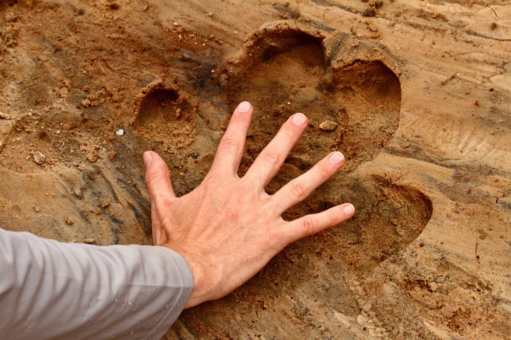 A man places his hand inside a hippopotamus foot print to show the size comparison.